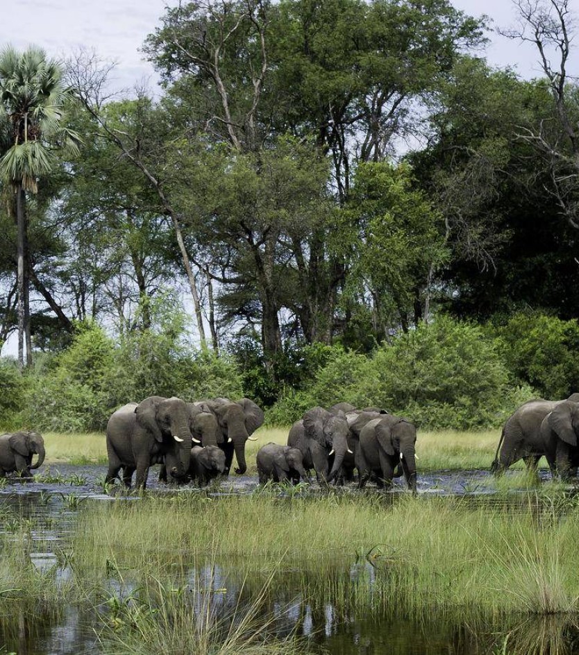 TOP 5 Luxury Safari Camps In Africa