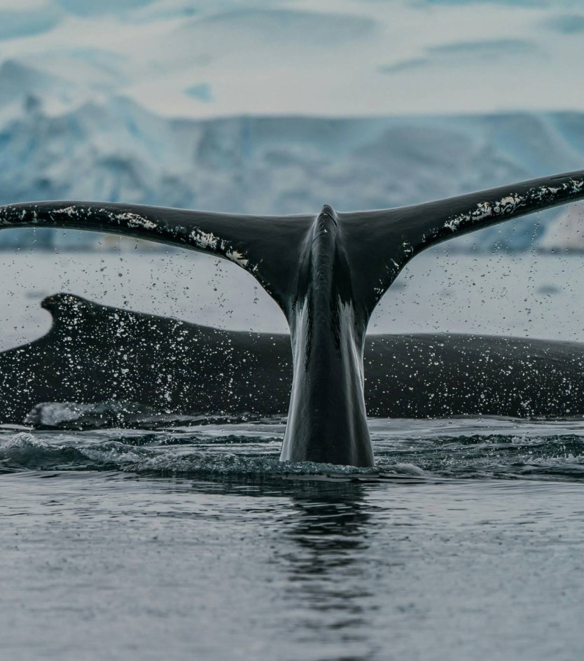 Essential Packing Guide for Antarctica