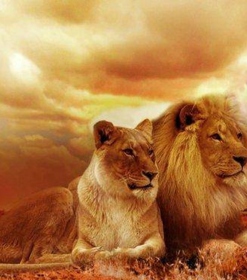 South Africa for Chinese New Year - Exclusive Offers!